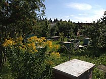 пасека летом